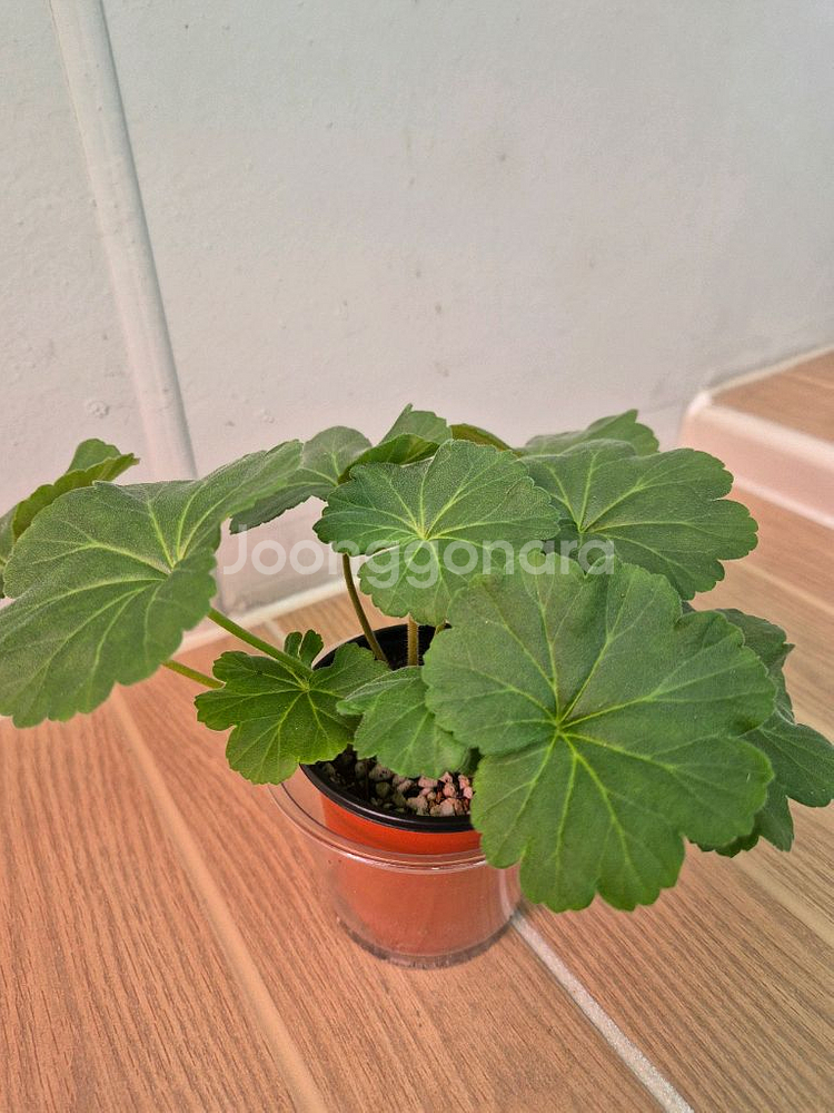 러시아제라늄 모나베르샤유--2