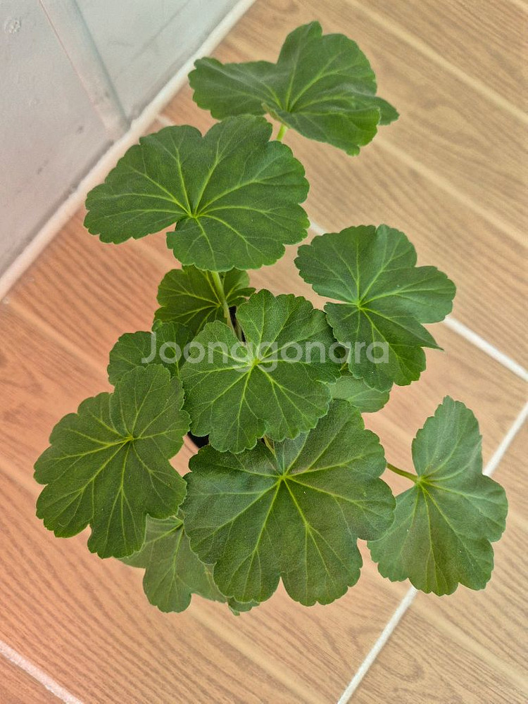 러시아제라늄 모나베르샤유--1