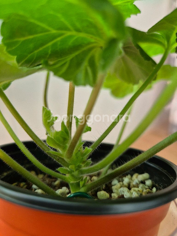 러시아제라늄 모나베르샤유--4