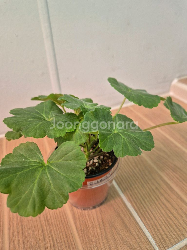 러시아제라늄 모나베르샤유--3