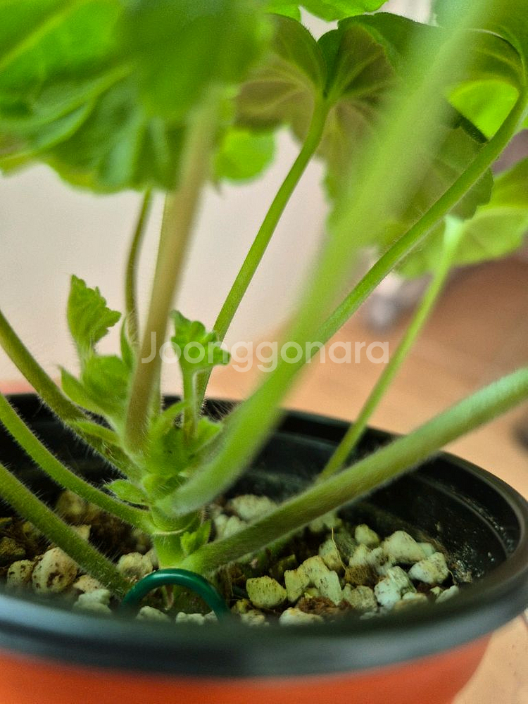 러시아제라늄 모나베르샤유--5