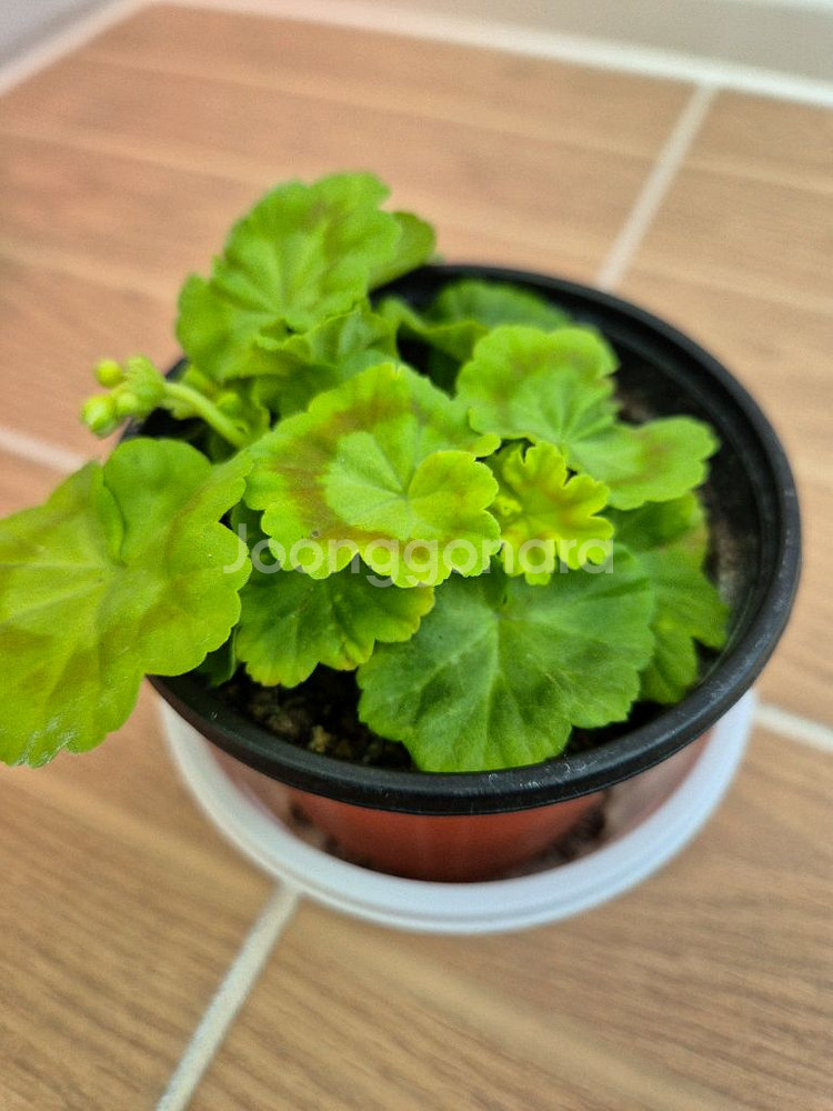 제라늄 엘름셋--3