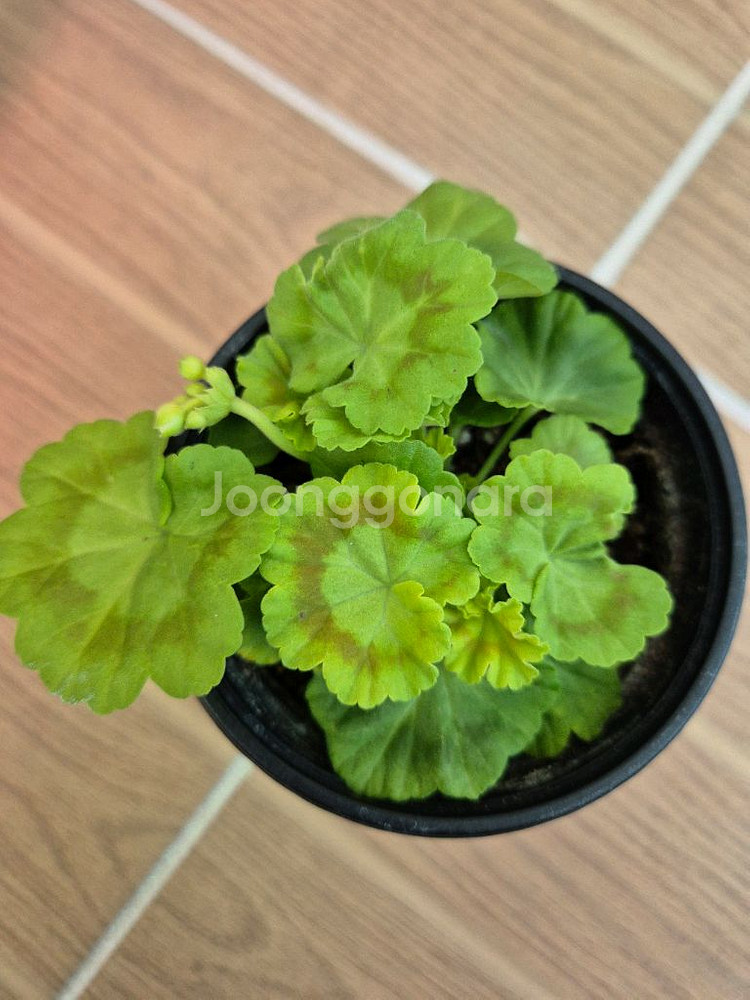 제라늄 엘름셋--1