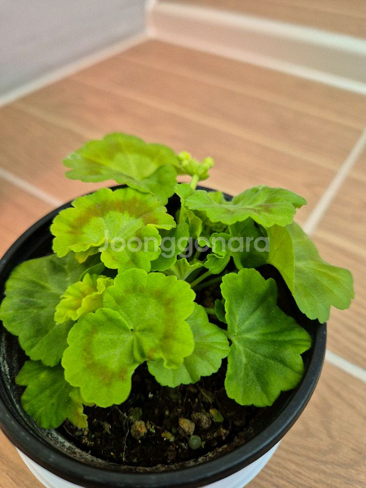 제라늄 엘름셋--2