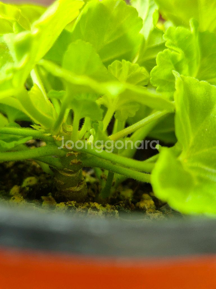 제라늄 엘름셋--4