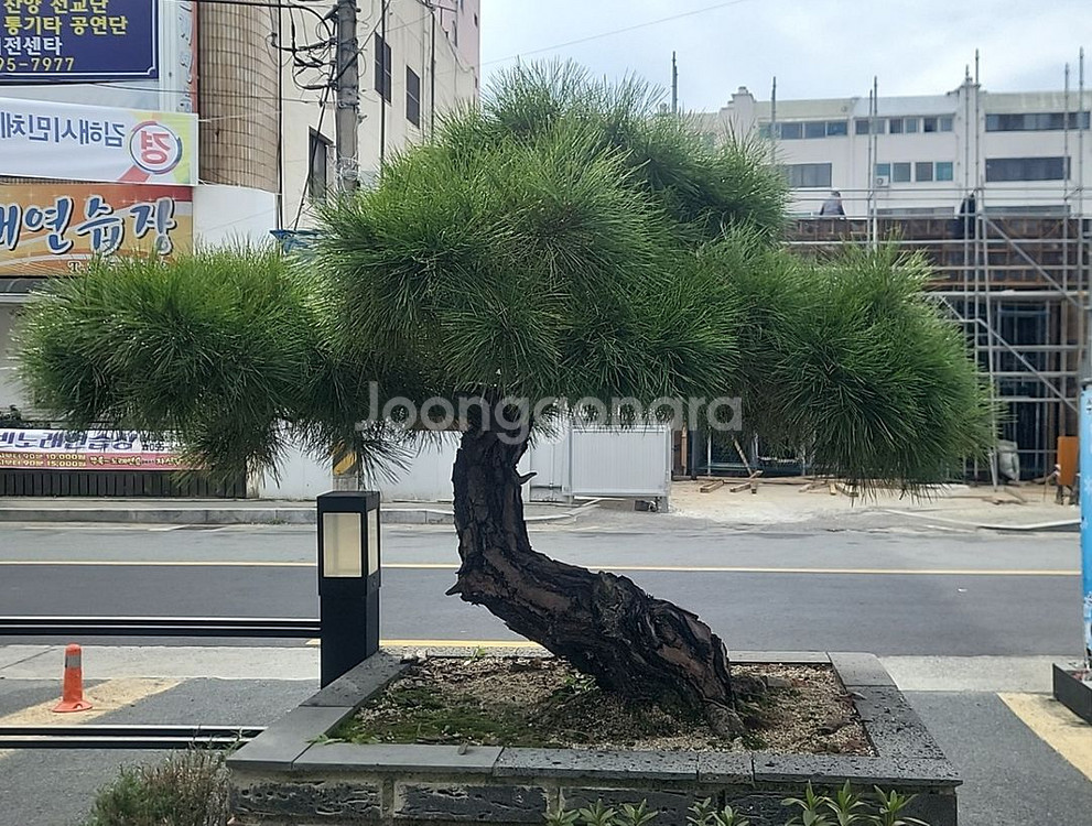 명품소나무 조경수--0