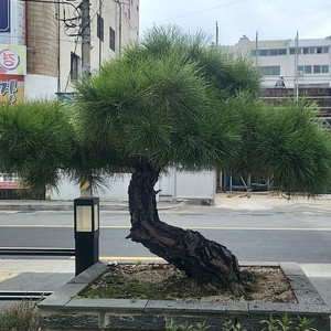 명품소나무 조경수