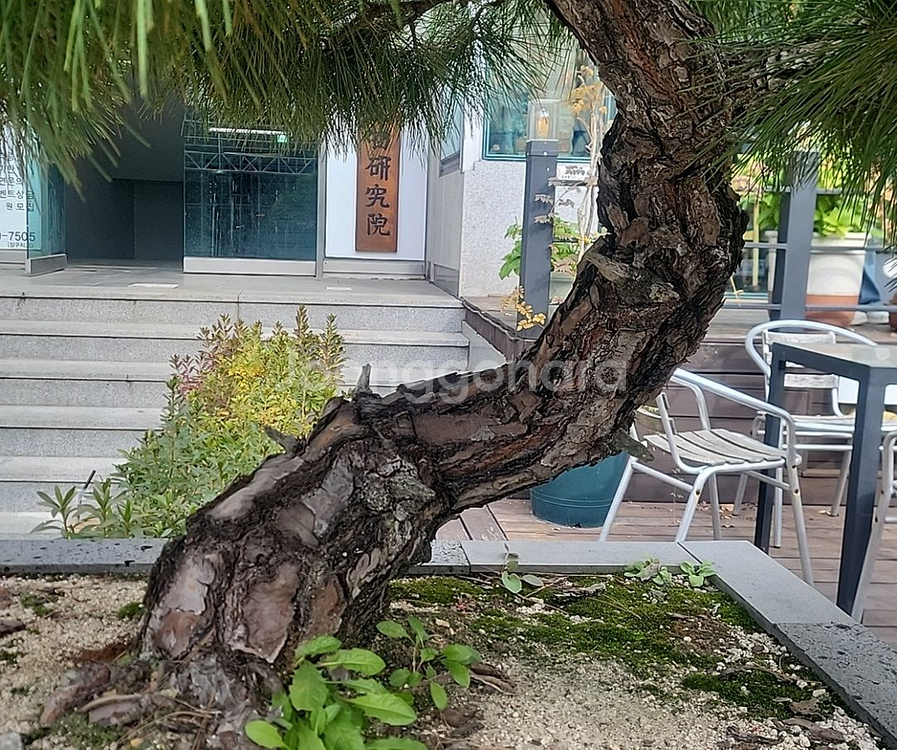 명품소나무 조경수--1