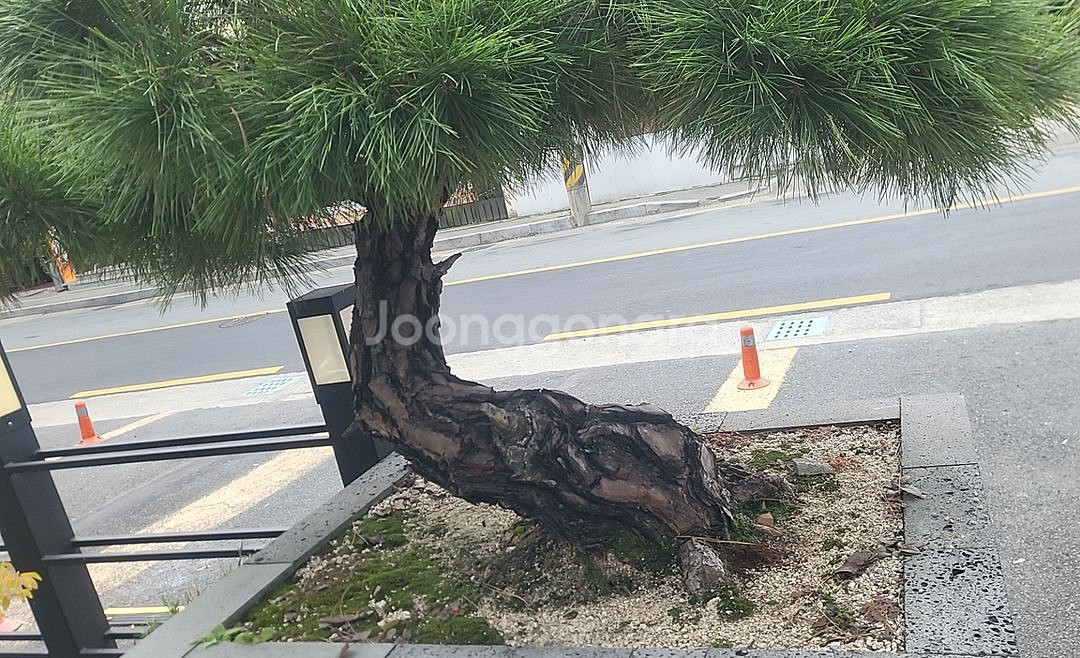 명품소나무 조경수--2