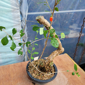 구기자나무 화분 분재 정원수 인테리어식물 카페화분