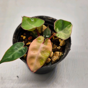 필로덴드론 빌리에티에 바리에가타