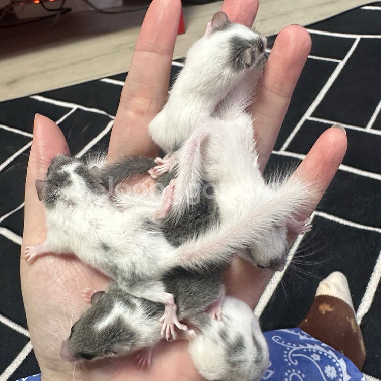 피그미다람쥐 7주차 오레오H 공주들 분양해요!--0