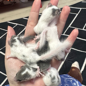 피그미다람쥐 7주차 오레오H 공주들 분양해요!