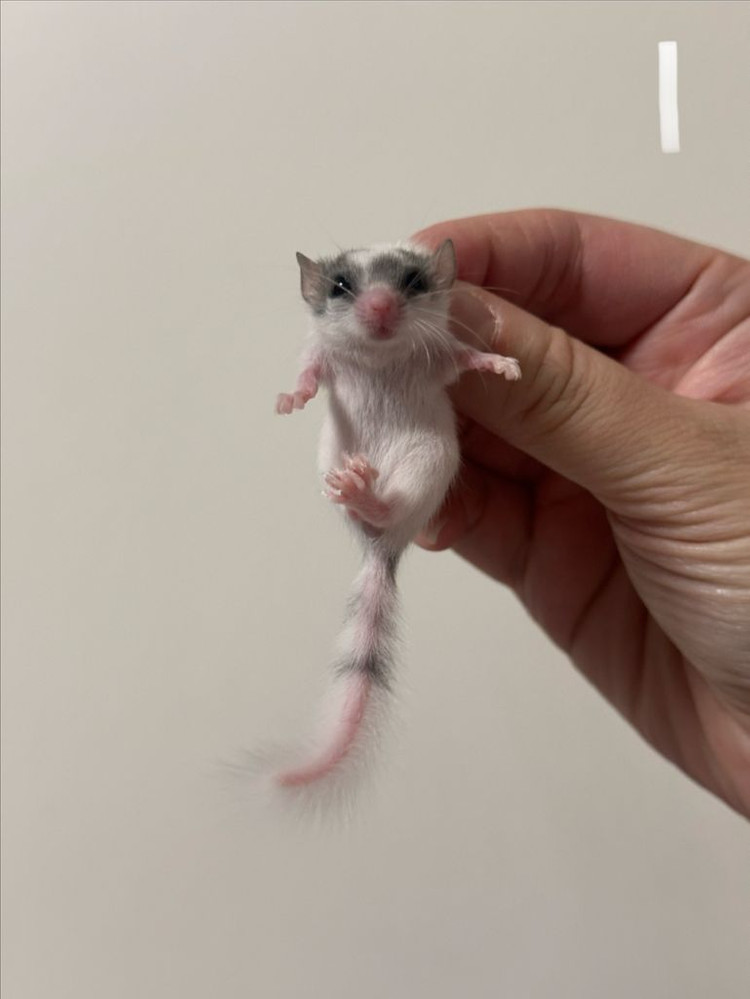 피그미다람쥐 7주차 오레오H 공주들 분양해요! 이미지