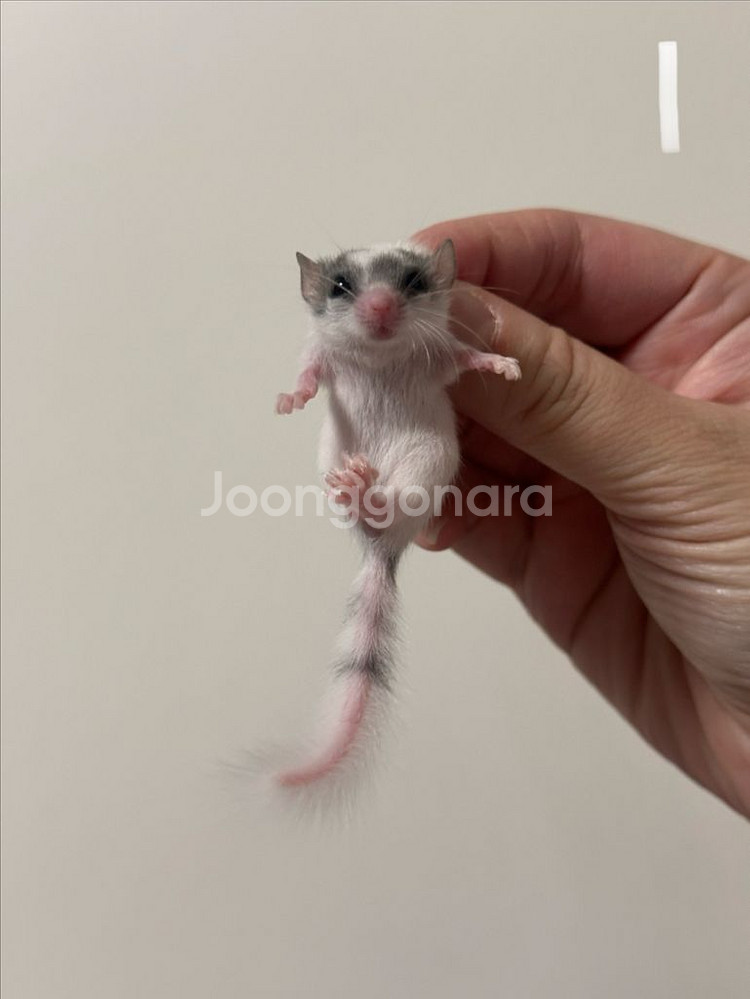 피그미다람쥐 7주차 오레오H 공주들 분양해요!--1