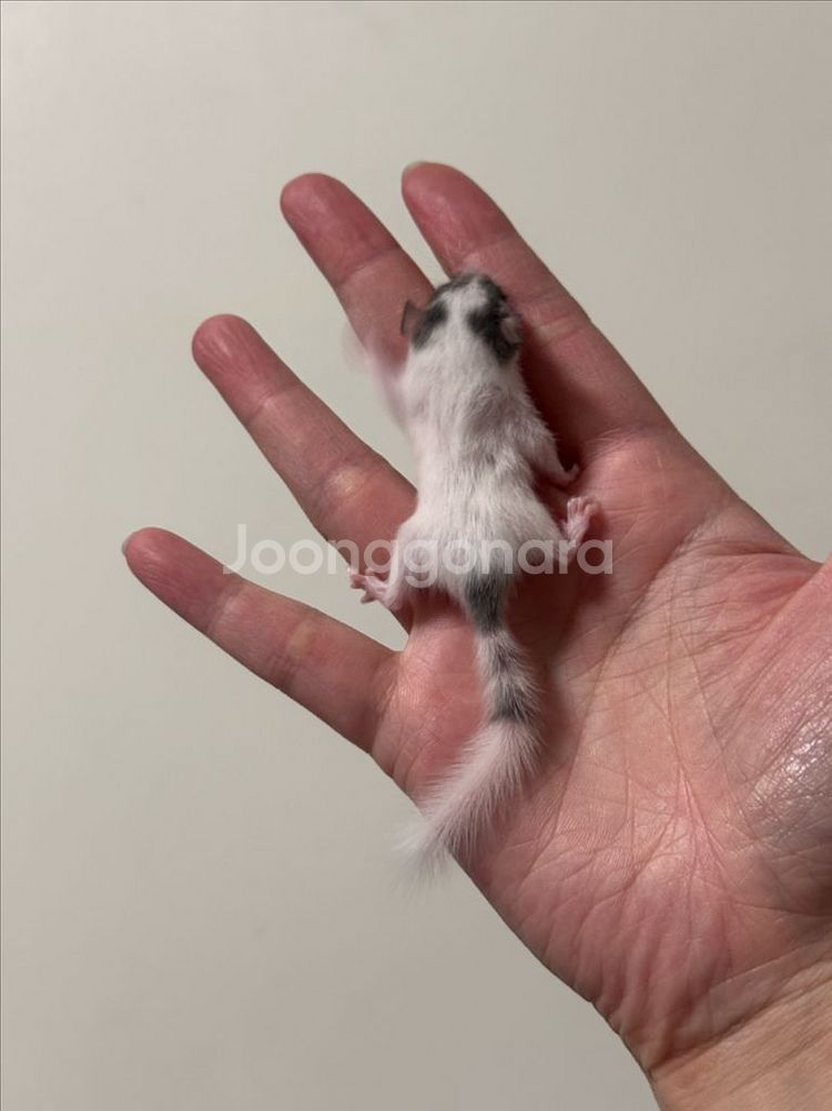 피그미다람쥐 7주차 오레오H 공주들 분양해요!--2