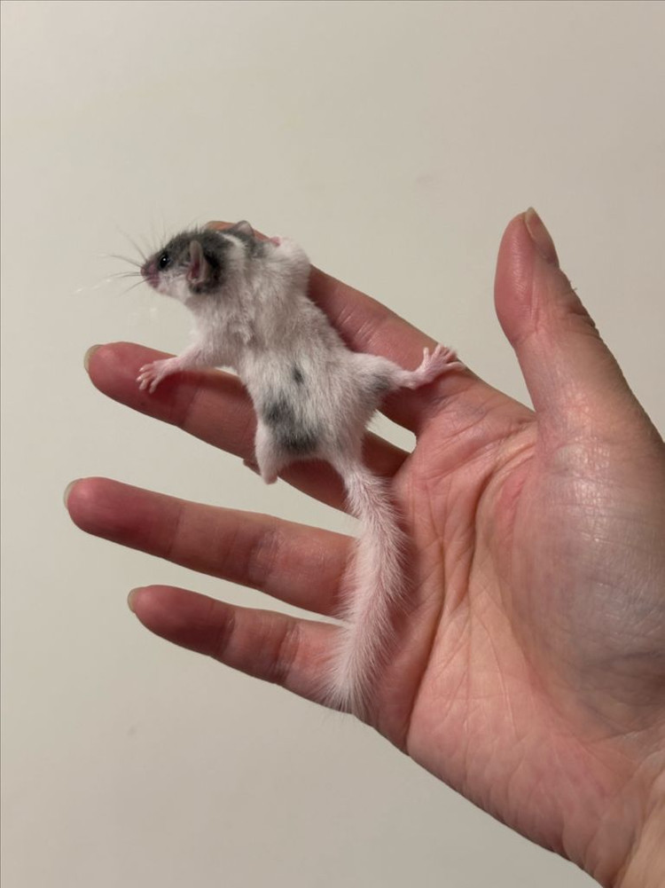 피그미다람쥐 7주차 오레오H 공주들 분양해요! 이미지