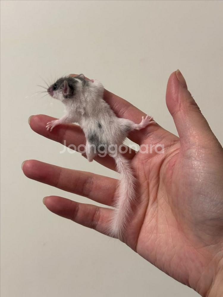 피그미다람쥐 7주차 오레오H 공주들 분양해요!--4