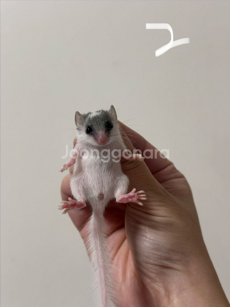 피그미다람쥐 7주차 오레오H 공주들 분양해요!--3