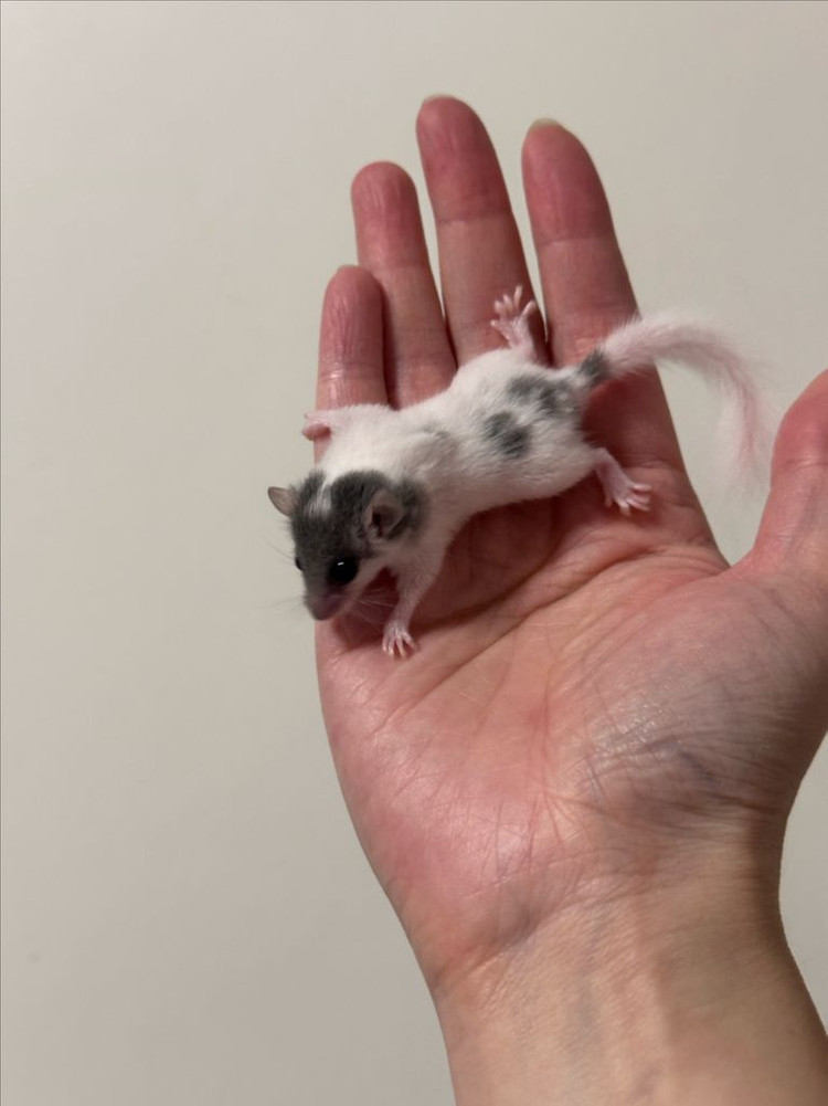 피그미다람쥐 7주차 오레오H 공주들 분양해요! 이미지