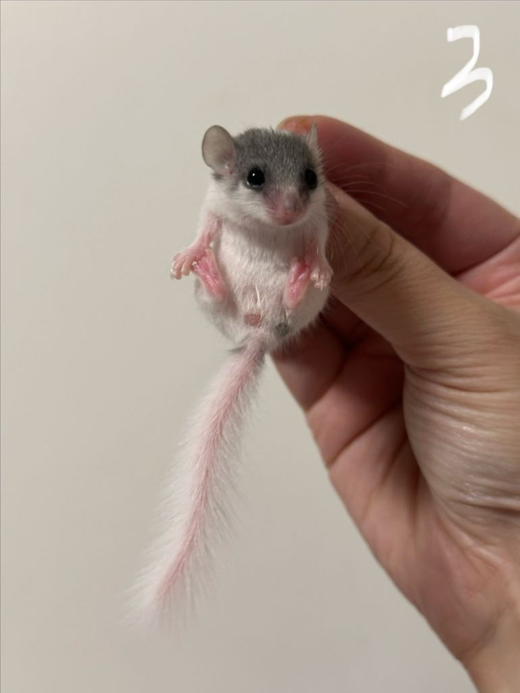 피그미다람쥐 7주차 오레오H 공주들 분양해요! 이미지