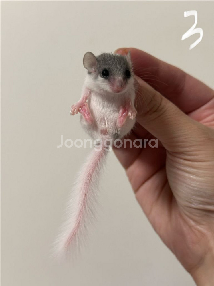 피그미다람쥐 7주차 오레오H 공주들 분양해요!--5