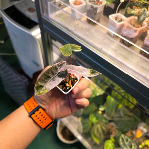 알로카시아 푸세이도 핑크