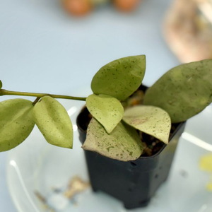 호야 라쿠노사 민트코인