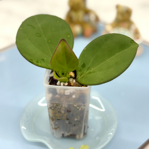 호야 파치클라타