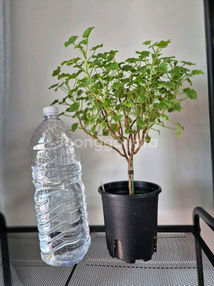 제라늄 콴탁메티 특대품--0