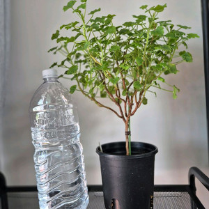 제라늄 콴탁메티 특대품