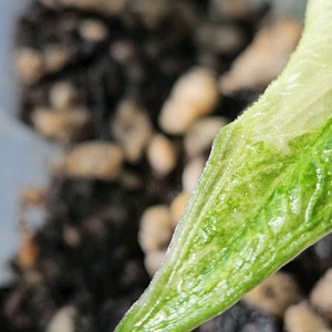 알로카시아 미스틱 No9 ~3자구묘