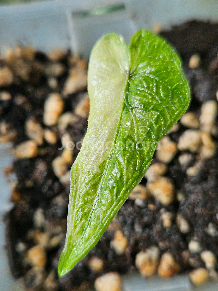 알로카시아 미스틱 No9 ~3자구묘--3