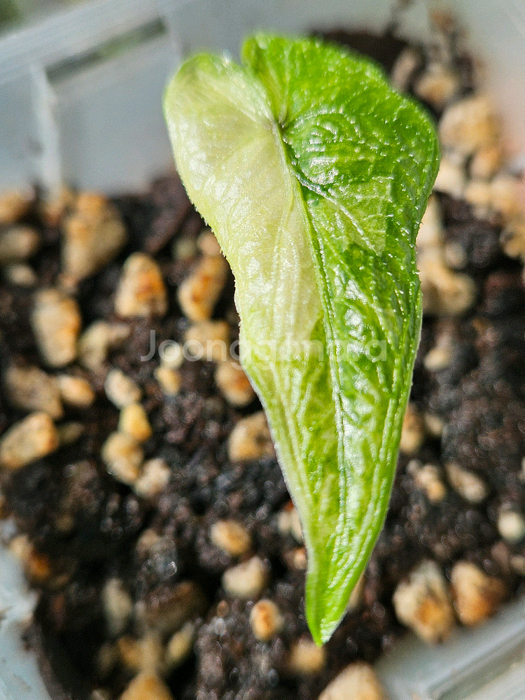 알로카시아 미스틱 No9 ~3자구묘--1