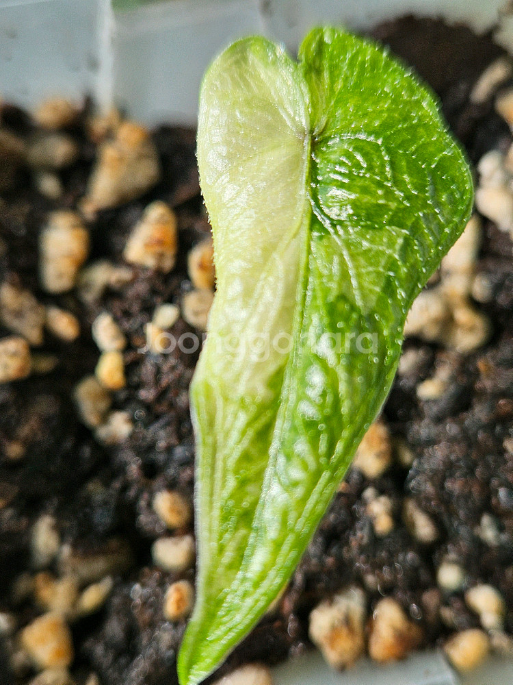 알로카시아 미스틱 No9 ~3자구묘--2