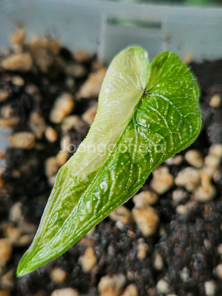 알로카시아 미스틱 No9 ~3자구묘--4