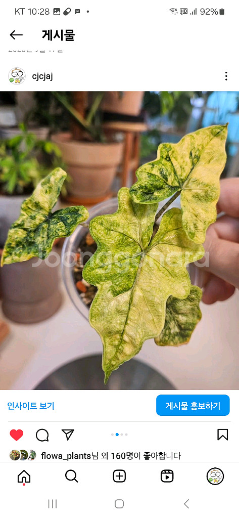 알로카시아 미스틱 No9 ~3자구묘--5