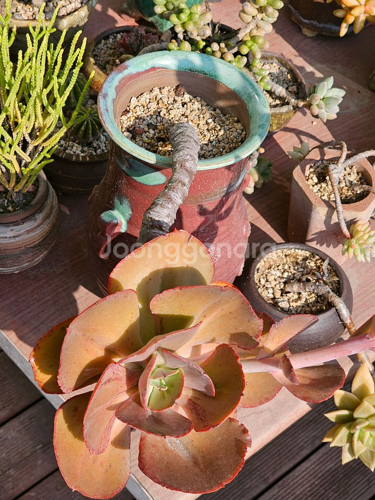 18년 이상 된 다육이 오래된 다육이--0