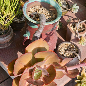 18년 이상 된 다육이 오래된 다육이