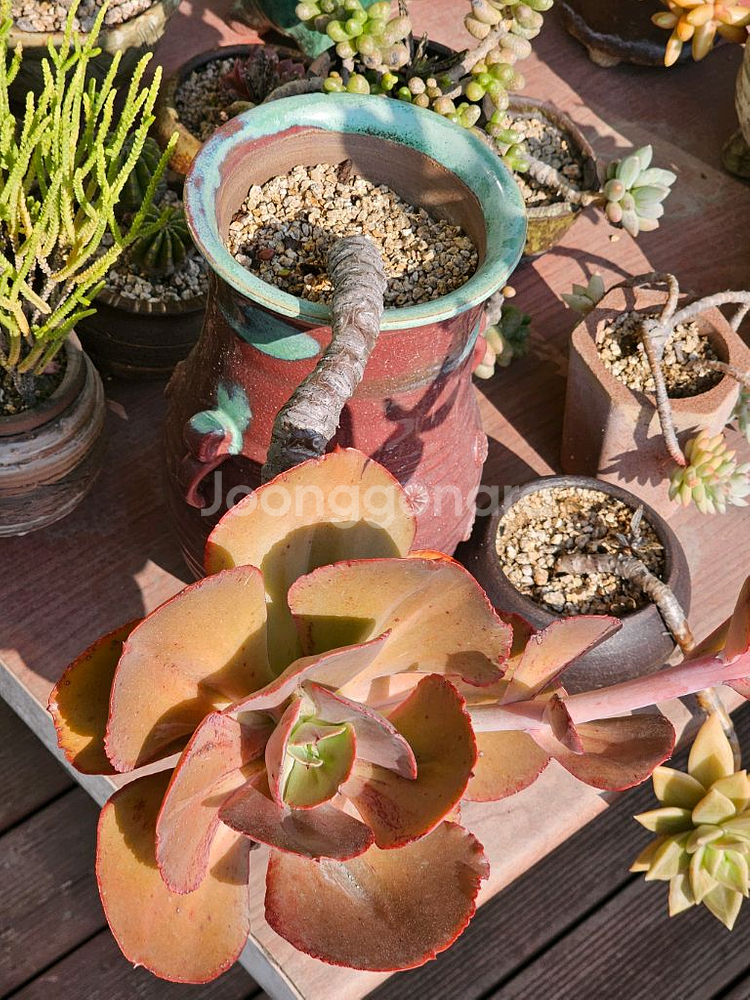 18년 이상 된 다육이 오래된 다육이--1