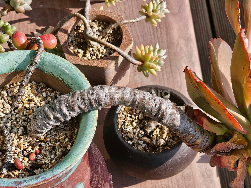 18년 이상 된 다육이 오래된 다육이--4