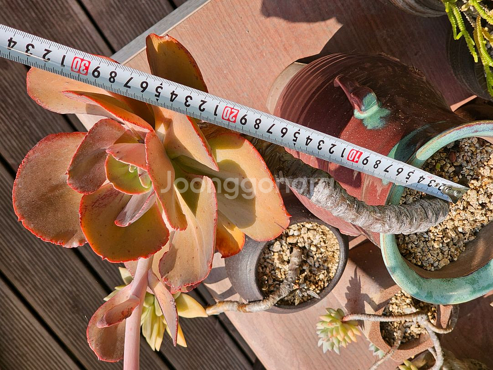 18년 이상 된 다육이 오래된 다육이--6