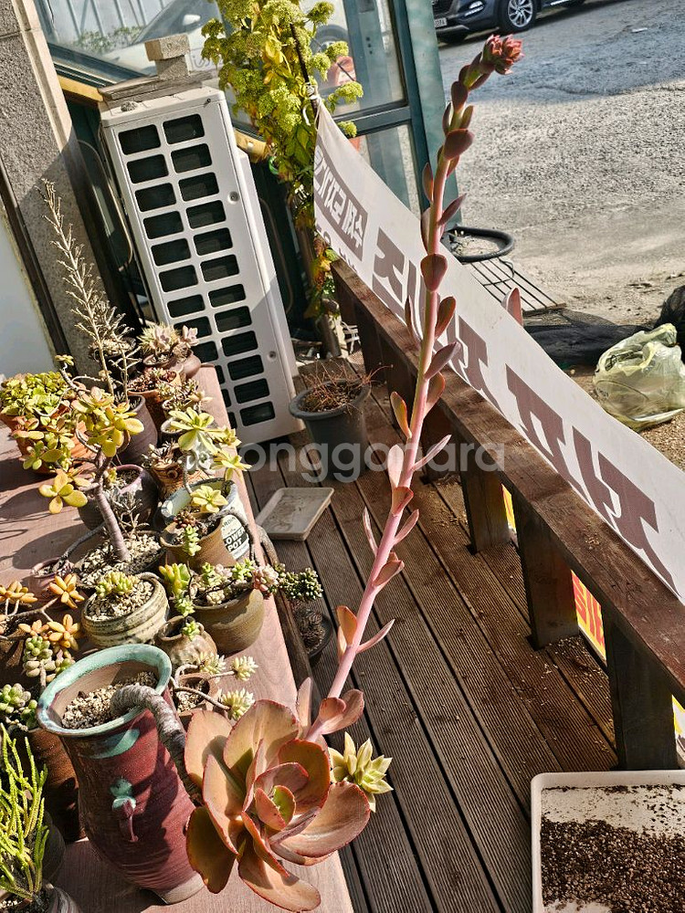 18년 이상 된 다육이 오래된 다육이--3