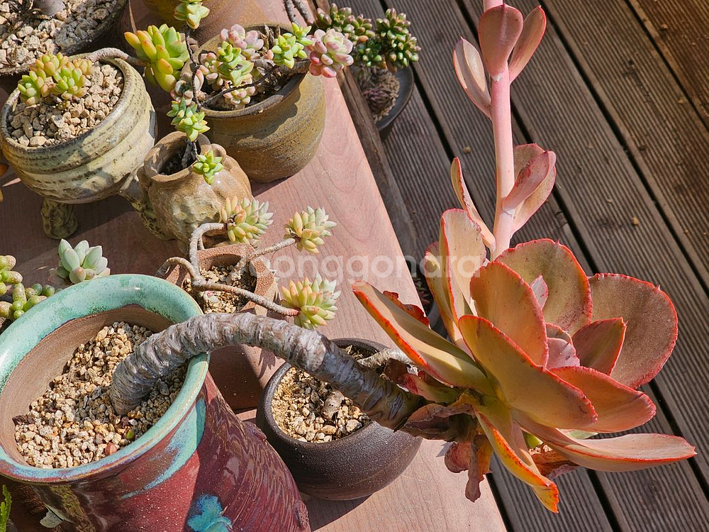 18년 이상 된 다육이 오래된 다육이--2