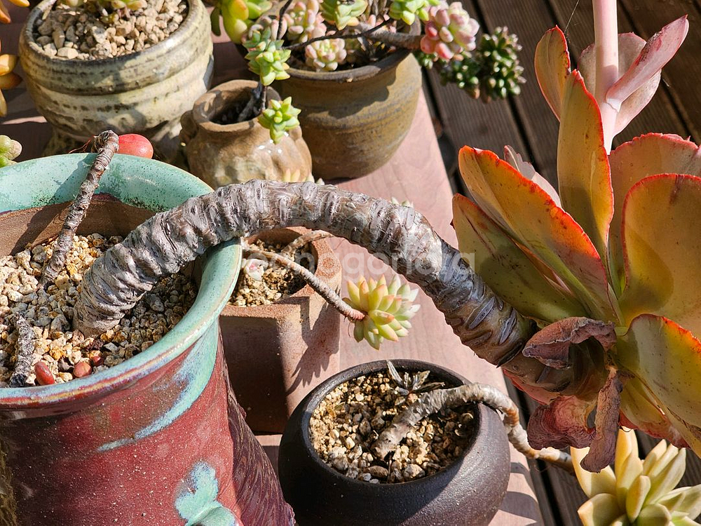 18년 이상 된 다육이 오래된 다육이--5