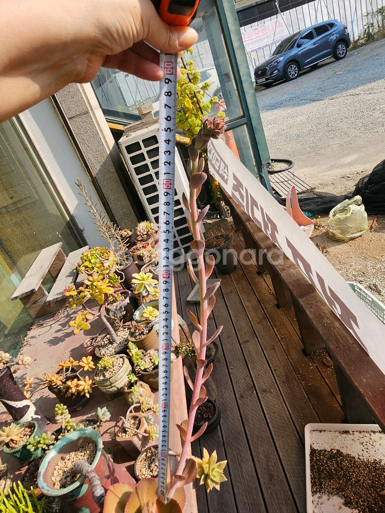 18년 이상 된 다육이 오래된 다육이--7
