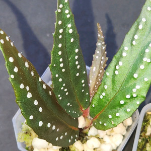 베고니아 필리오니오이데스