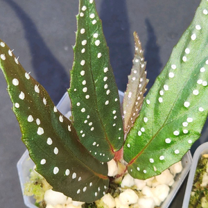 베고니아 필리오니오이데스