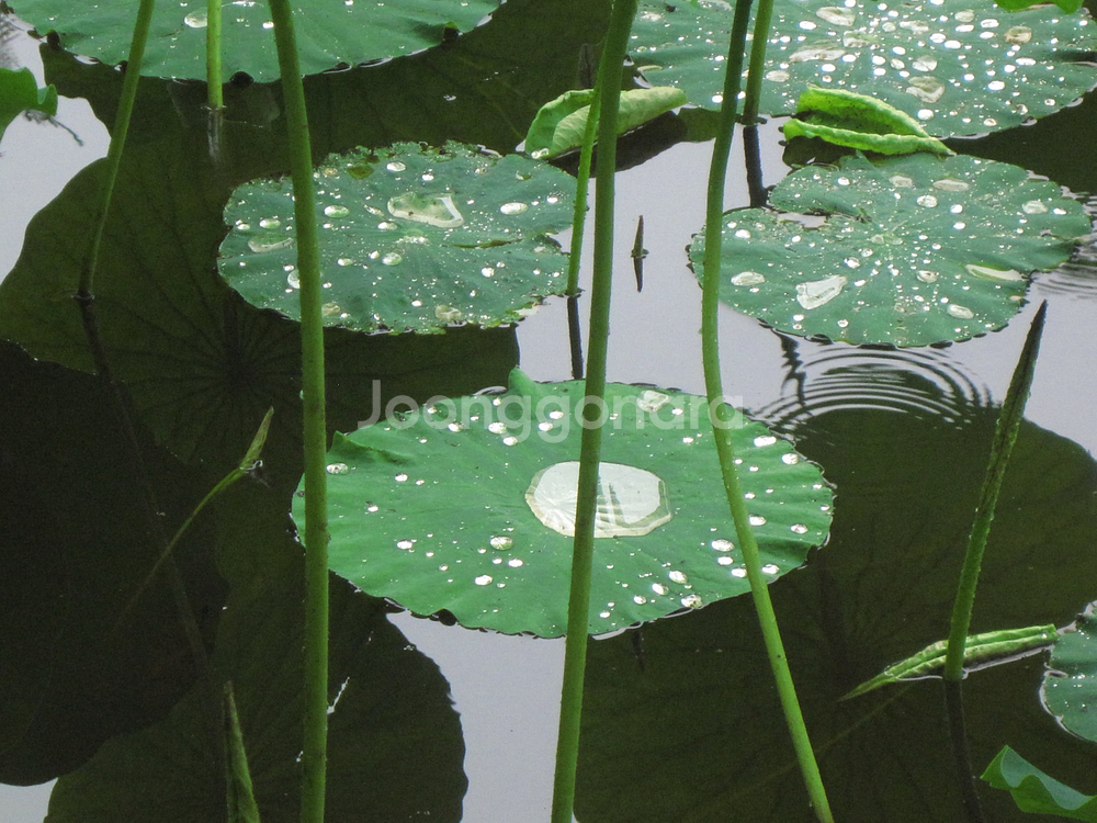 아이폰 6s 스그 64기가 판매--2