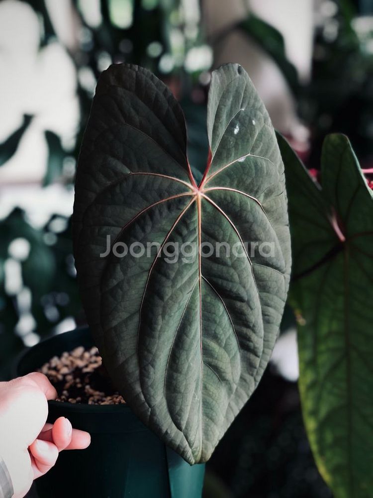 안스리움 파필리라미넘 레드스템 오프셋--0